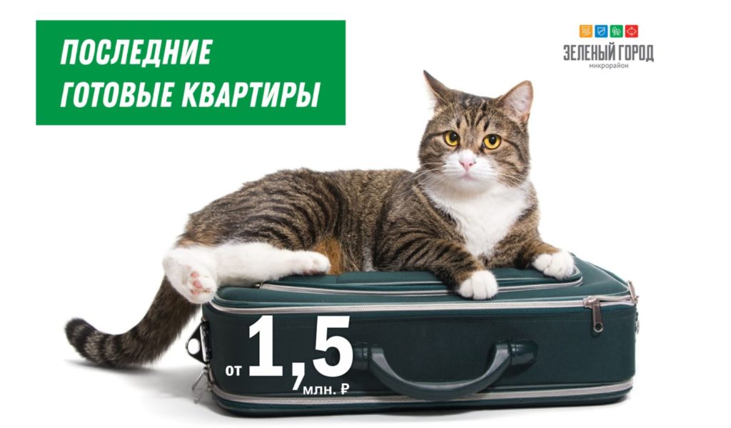 реклама с котиками 8