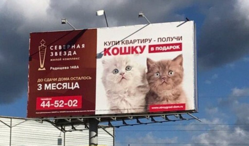 реклама с котиками 3